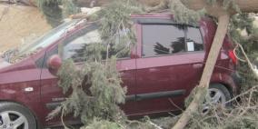 صور: سقوط شجرة حرجية على اربعة مركبات شرق قلقيلية