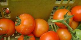 زراعة غزة بالأرقام.. خسائر أكبر من القدرات