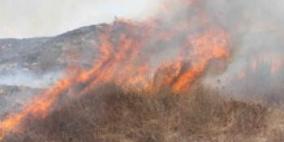 احتراق 20 شجرة زيتون في قرية جيوس بقلقيلية