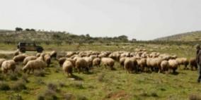 زراعة نابلس تعقد دوره تدريبيه لمربي الاغنام في قرية روجيب