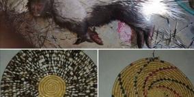 صواني قش من ريش النيص - سلفيت