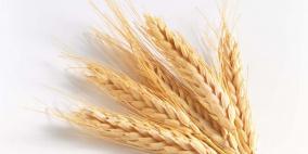 الإمارات ومصر تنفذان مشروعاً لزراعة القمح بالصحراء