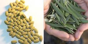 "حبة دوائية" من ورق الزيتون.. تعطيكم "إكسير الحياة"