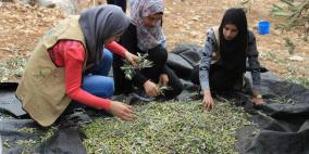 نابلس: النجاح التطوعية تُنظم نشاطاً تطوعياً بقطف الزيتون في تل