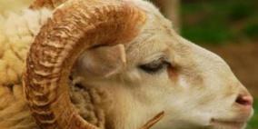 12 نصيحة للتعامل مع الأضحية