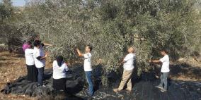 المتطوعون يتحدون الاحتلال ويقطفون الزيتون في قلقيلية