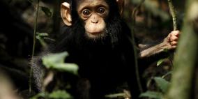 الحياة البرية في كونغو