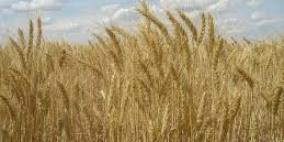 تجار: لبنان يشتري 30 ألف طن قمحا من رومانيا