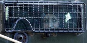 الاحتلال ينقل الطفلة الجريحة لمى البكري إلى سجن "هشارون"