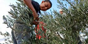 من موسم قطاف الزيتون في فلسطين