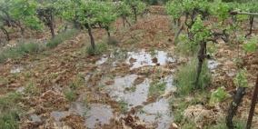 مياه عادمة تتدفق من مستوطنة 'بيتار' وتغمر محاصيل زراعية غرب بيت لحم