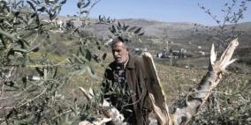 مستوطنون يعدمون أشجارا في بيت أمر