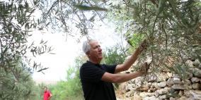 أسرة "راية" تشارك في موسم قطف الزيتون