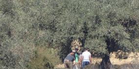 مستوطنون يحرقون 300 شجرة زيتون غرب نابلس