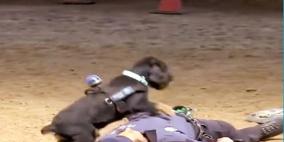 فيديو:  كلب يقوم بالإنعاش القلبي لشرطي