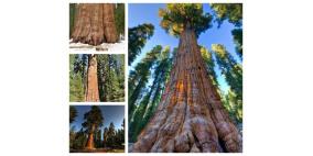 جنرال شيرمان...أضخم شجرة في العالم