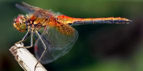 انخفاض غير مسبوق في عدد الحشرات حول العالم