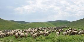 الاحتلال يحذر رعاة أغنام من الرعي في الأغوار الشمالية