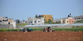 حقول التبغ في جنين