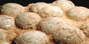  (صور).. صينيون يعثرون على "بيض" عمره 145 مليون سنة