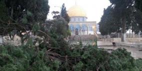 الاحتلال يشرع باقتلاع عدد من أشجار الزيتون من ساحات الاقصى