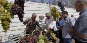 مهرجان العنب الثامن ينطلق غدا في حلحول
