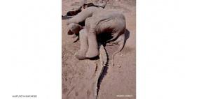 معركة قوية بين فيل وتمساح أدت لانتصار طرف ثالث!