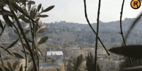 إدریس.. توأم الزیتون في تل الرمیدة!