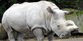 نفوق أقدم وحيد قرن أبيض 