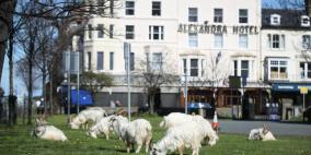 التزم السكان منازلهم بسبب كورونا فاحتل الماعز البلدة