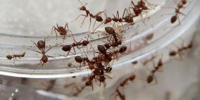 فكرة مجنونة تنتشر عبر فيسبوك لكسر ملل كورونا