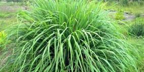 ماهي عشبة الإذخر؟