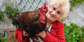 نفوق الديك الفرنسي 'موريس' بعدما مثل أمام القضاء بسبب صياحه