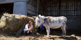 أنثى حمار في كندا تحولت نجمة ووسيلة لجمع الأموال