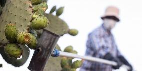 الصحة: 5 وفيات و713 إصابة بكورونا