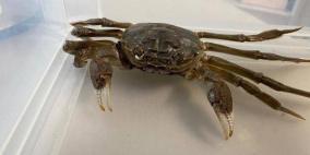 الشرطة الألمانية تلقي القبض على سلطعون!