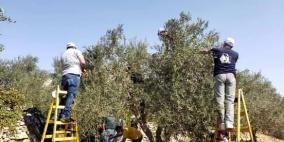 حملة "باقون ما بقي الزعتر والزيتون" تنهي المرحله الاولى من برنامجها