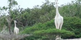 خطوة ذكية لحماية آخر زرافة بيضاء على الأرض