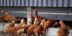 إعدام 190 ألف دجاجة في هولندا