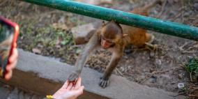 قردة معبد تسرق مقتنيات السياح ولا تعيدها إلا بفدية عادلة!