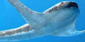 اكتشاف غريب.. العثور على قرش مجنح من العصر الطباشيري