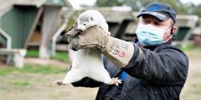  أول لقاح ضد كورونا لحماية الحيوانات.. ما هي فعاليته!