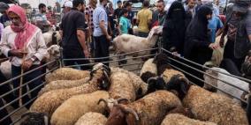 الزراعة بغزة تعلن كمية الأضاحي المستهلكة هذا الموسم