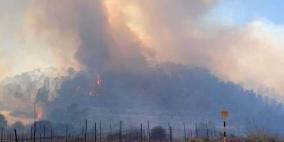 أشجار الصنوبر "قنبلة موقوتة" لاشتعال الحرائق في جبال القدس