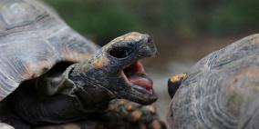 ما هو سر فيديو السلاحف "الراكضة السريعة"؟