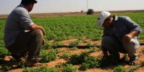 "الإحصاء" و"الزراعة" يعلنان  النتائج الاولية للتعداد الزراعي 2021 