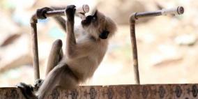 فيديو مؤثر لقرد في الوداع الأخير لصاحبه