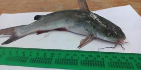 بالصور: سمكة وافدة جديدة الى بحر غزة,, ما هي وكيف وصلت!