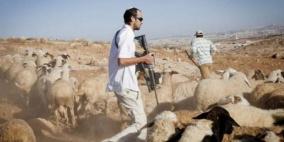 مستوطنون يرعون أغنامهم في أراضي المنية جنوب شرق بيت لحم