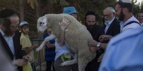 انطلاق مسيرة المستوطنين مع "قرابين الفصح" باتجاه القدس والأقصى